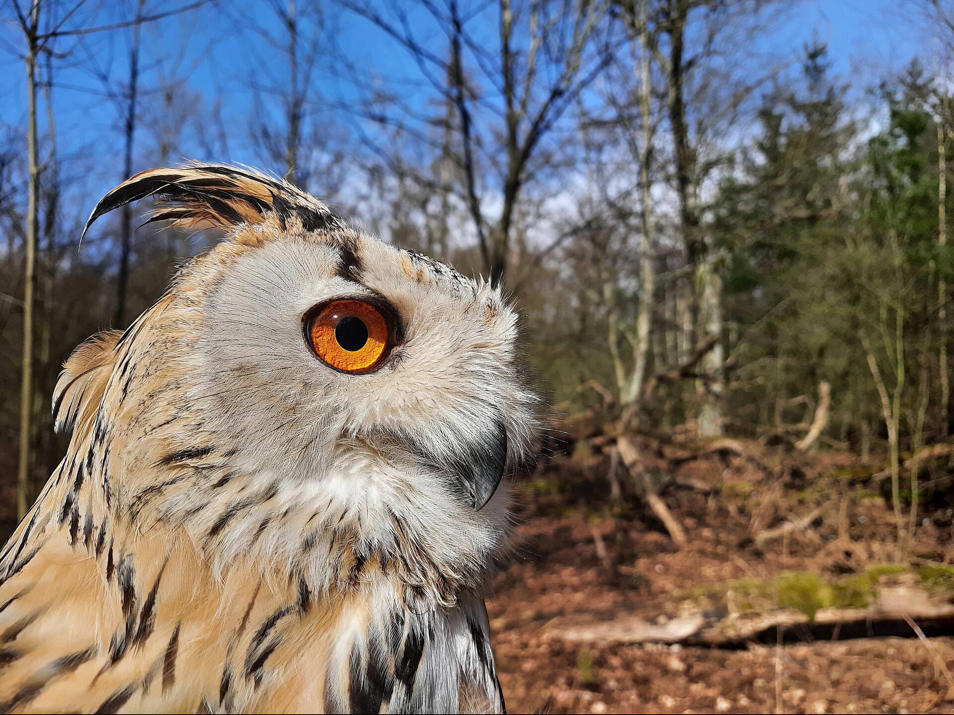 Unterwegs mit dem Falkner Schnurbusch